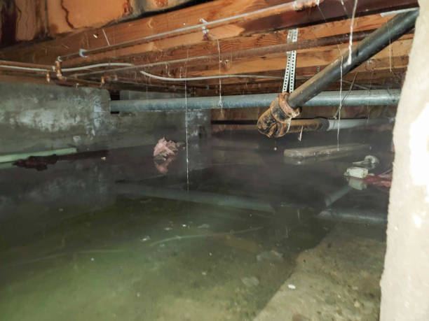 Best Water damage restoration process  in Cartervle, IL